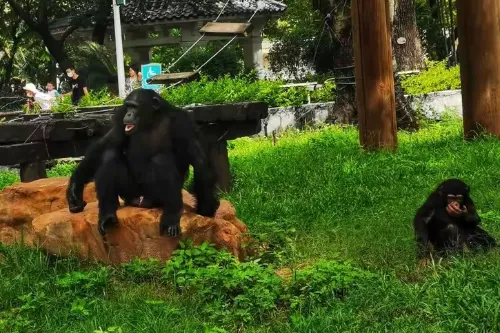 Orangutan House