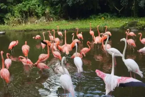 Bird Paradise