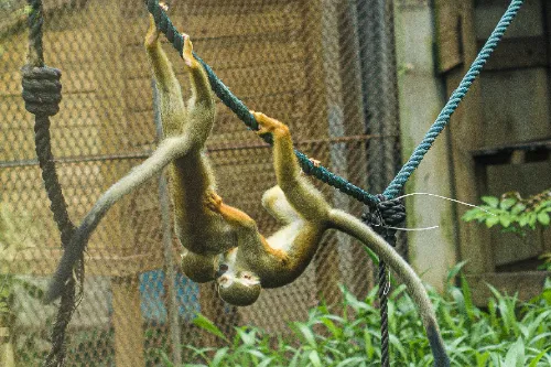 Monkey Hill