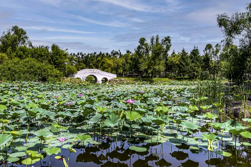 荷花垂柳園
