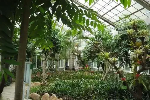 Pineapple Garden