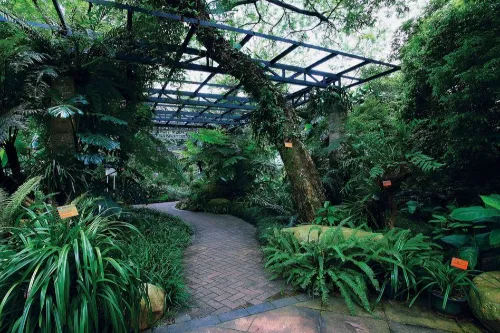 Fern and Shade Plant Garden