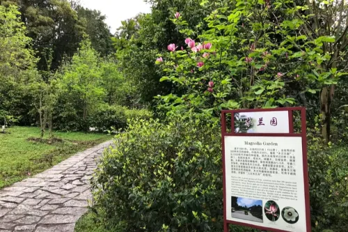 Magnolia Garden