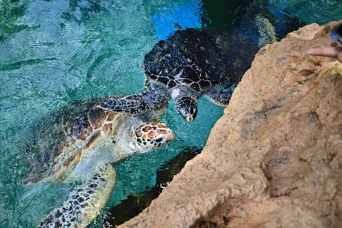 Turtle Home