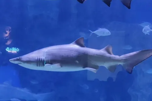 Shark Laboratory