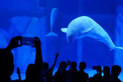 Beluga Whale Romance