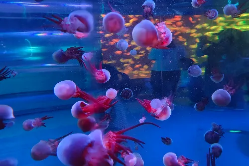 Jellyfish Fantasy