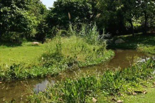 Flower Stream