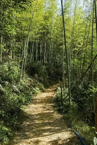 Bamboo‑Sea Warbler Singing