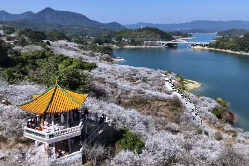 Fragrant Snow of Liuxi &middot; Plum Grove