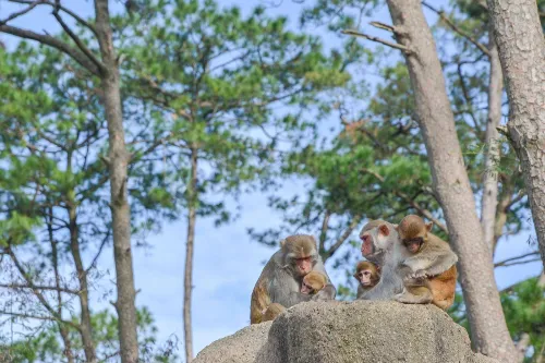 Monkey Island
