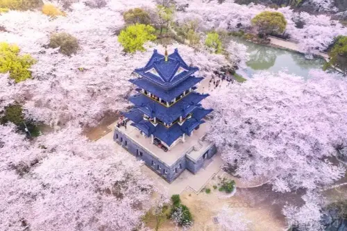 Cherry Blossom Valley