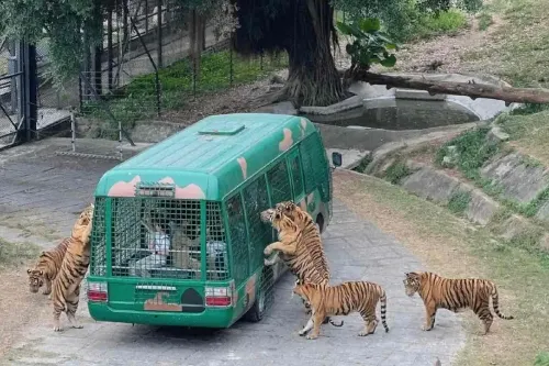 Shenzhen Safari Park