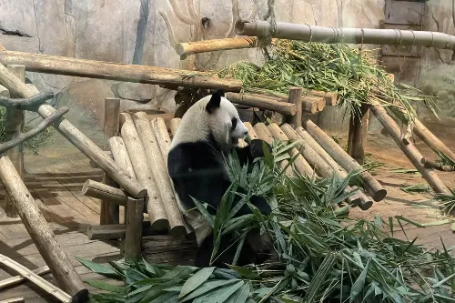 Panda Manor
