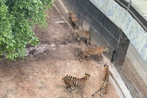 Beast Valley