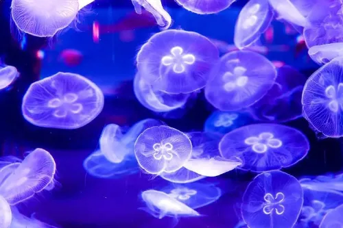 Jellyfish Kingdom