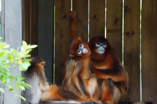Ape Archipelago