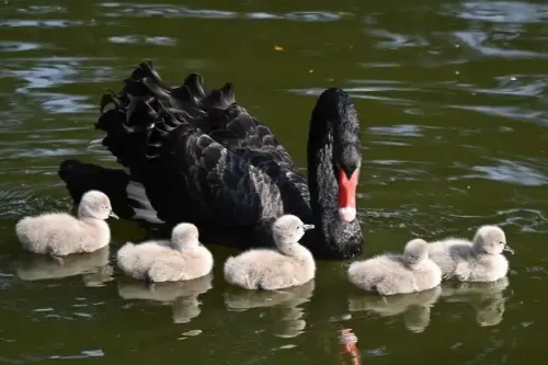 Swan Lake