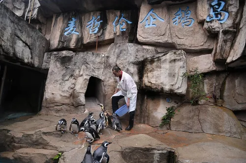 Magellanic Penguin Island