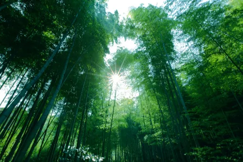 Nanshan Bamboo Sea