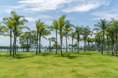 Coastal Lawn