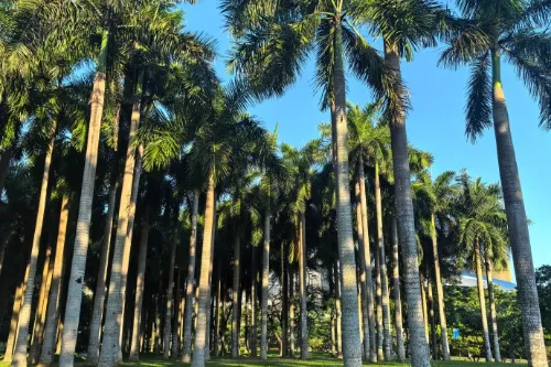 Coconut Grove