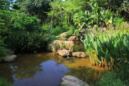 Rainforest Valley