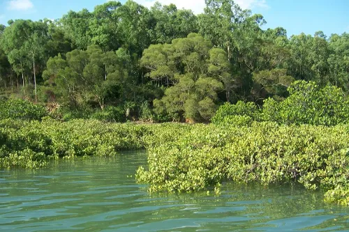 Mangrove Wetland Scenic Area
