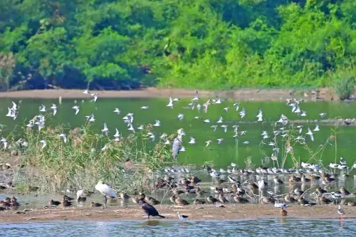 Coastal Birdwatching Platform
