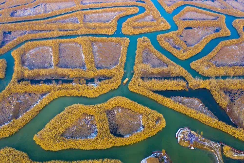 Reed Maze
