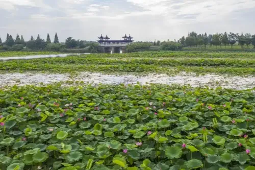 Lotus Grand View Garden