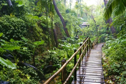 Tropical Rainforest Zone