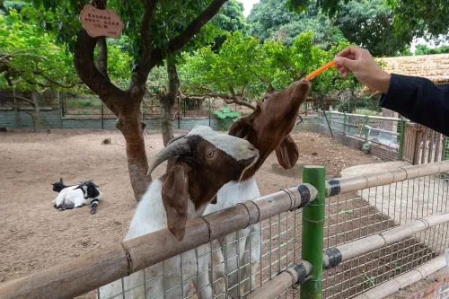 Petting Zoo