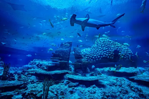 Whale Shark Aquarium
