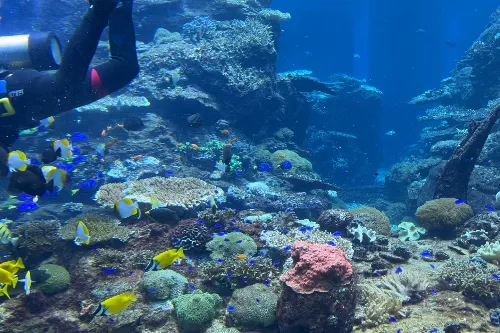 Coral Secret Realm
